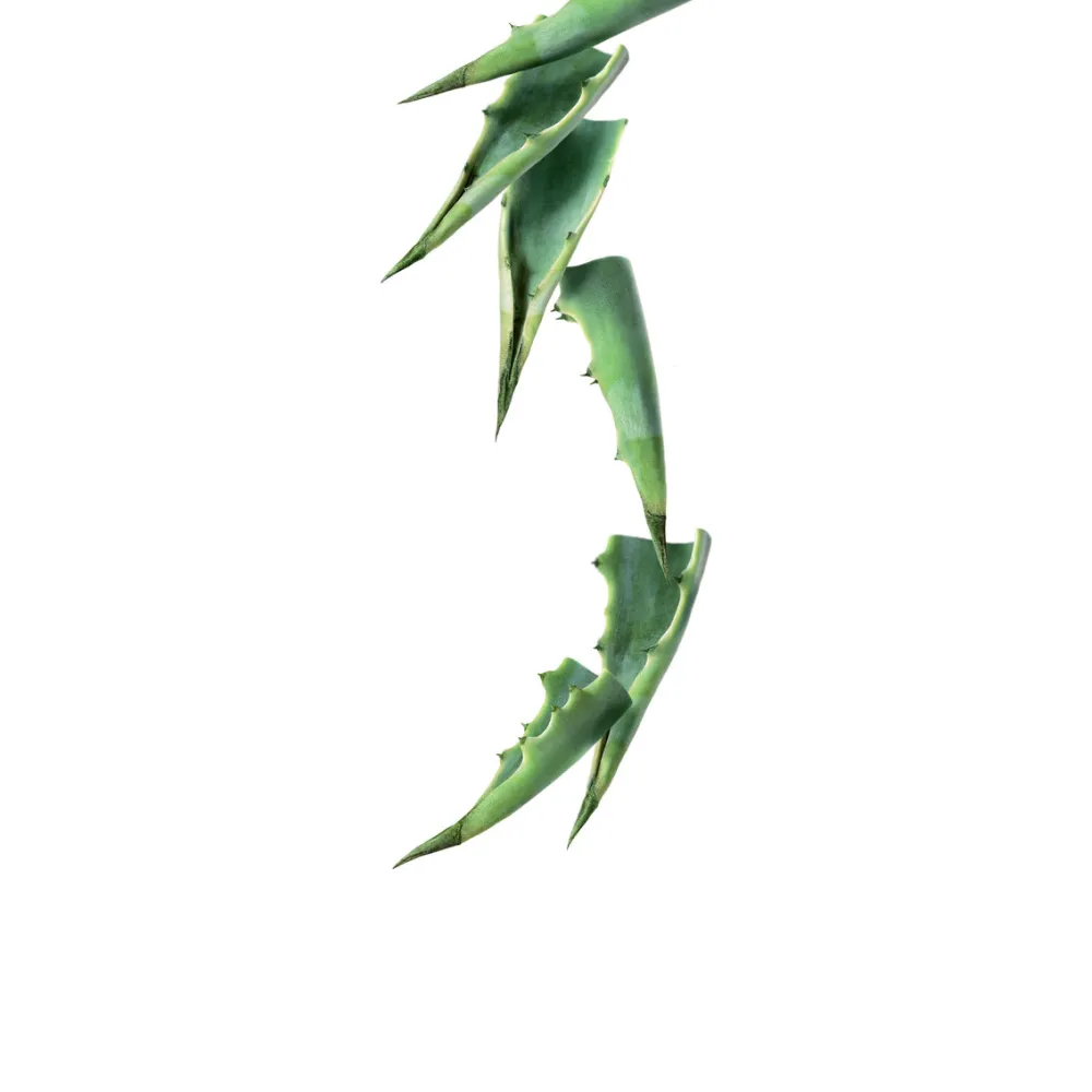Agava BIO sīrups 1L (275202160037)