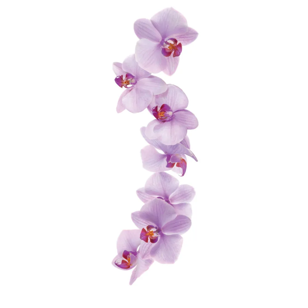 Orhideju sīrups 1L (275202160010)