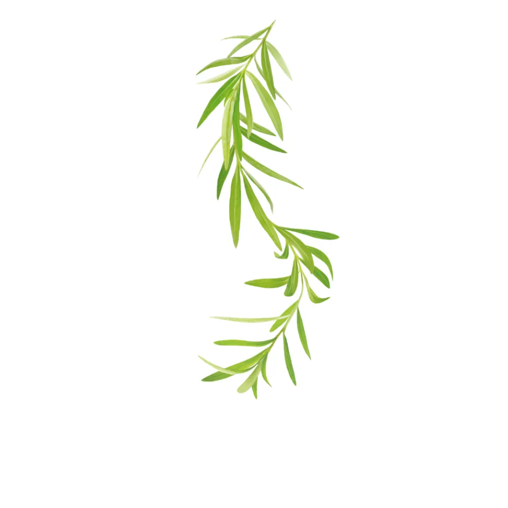 Estragona sīrups 1L (275202160007)