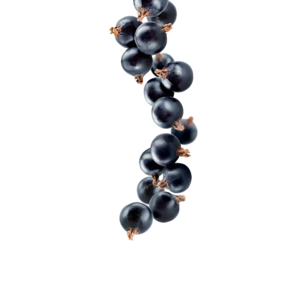Upeņu sīrups 1L (275202160017)